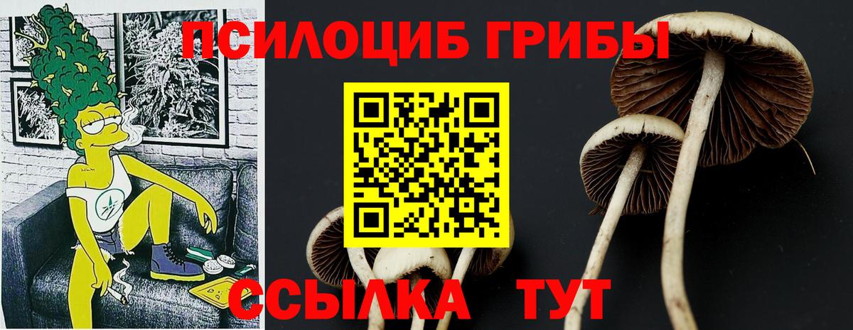 Галлюциногенные грибы Psilocybe Муравленко